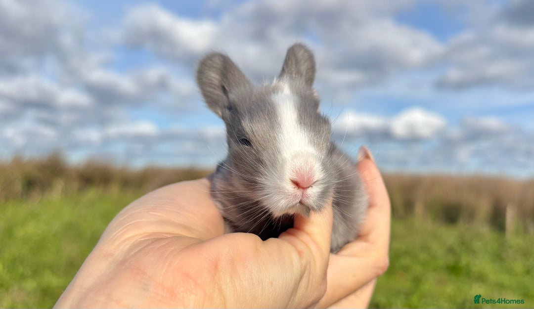 Angora rabbits for sale: Fully Vaccinated Pedigree English Angoras  - Image 14