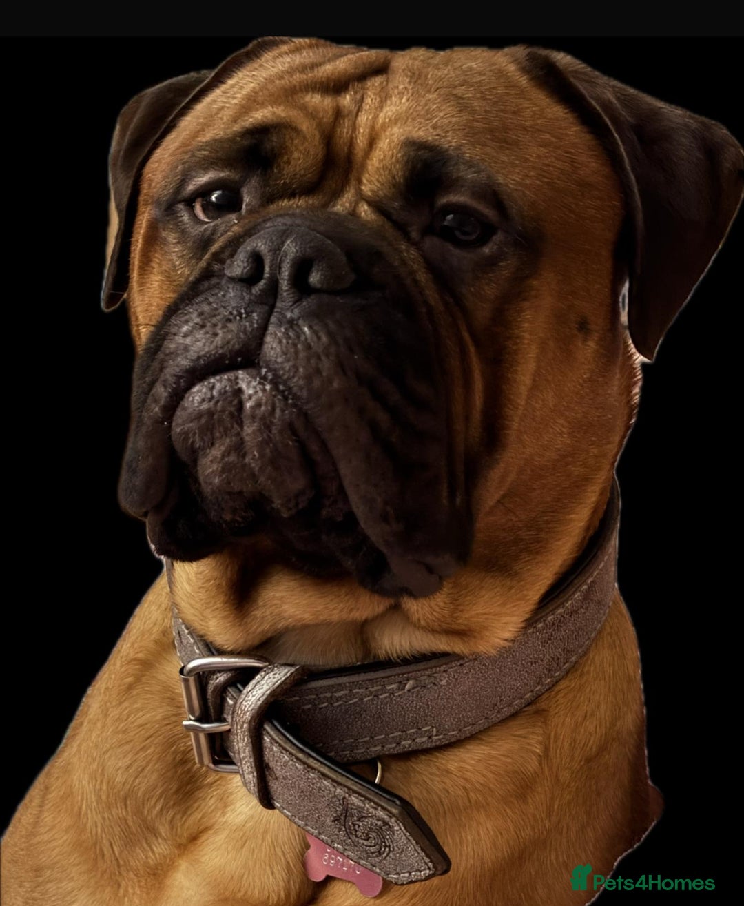 Bullmastiff dogs for sale: Beautiful litter of KC Reg bullmastiff puppies - Advert 5