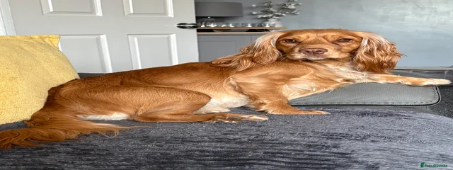 Millie