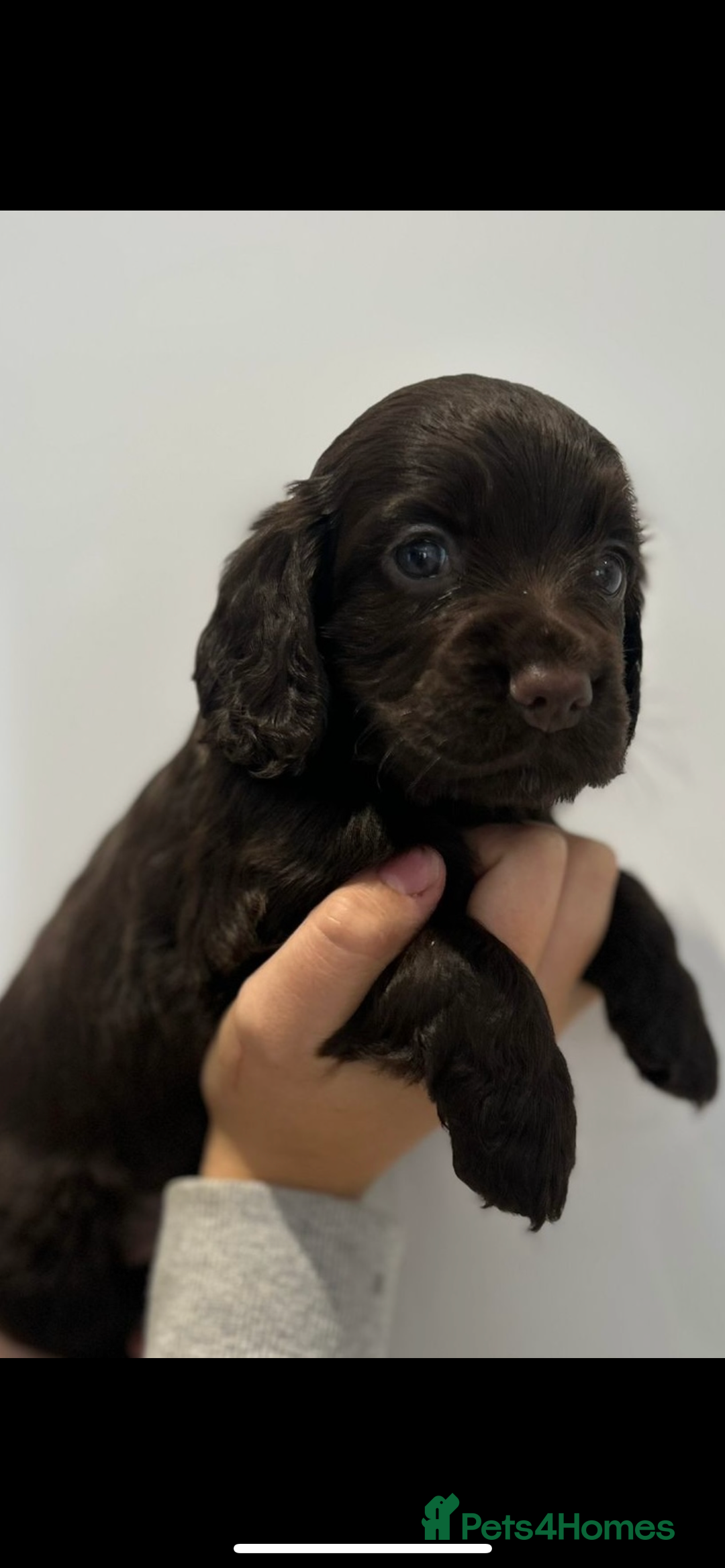Cocker Spaniel dogs for sale: Cocker spaniel puppies for sale  - Image 4