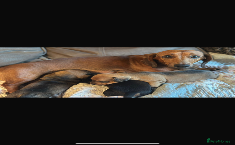 Dachshund dogs - Advert 1