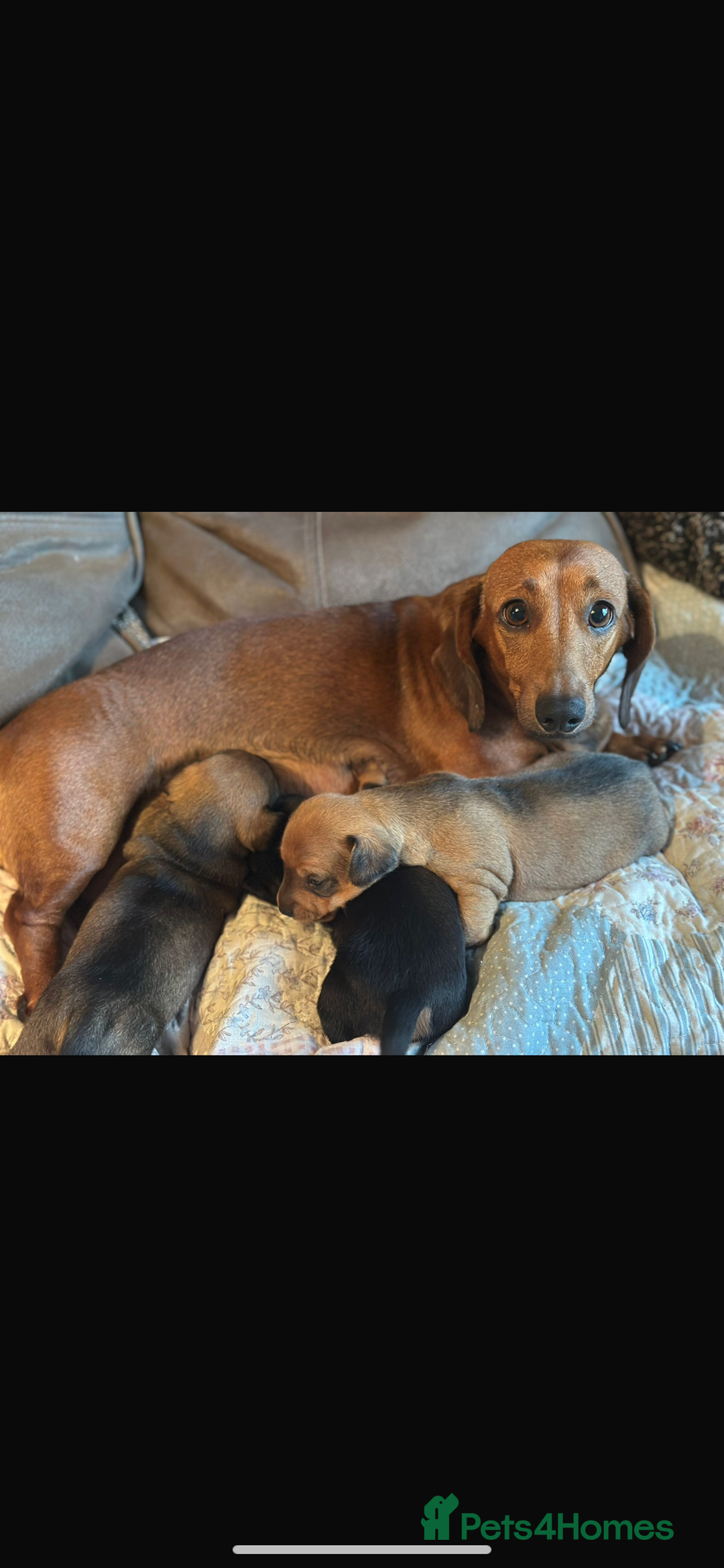 Dachshund dogs for sale: Dachshund puppies  - Image 1