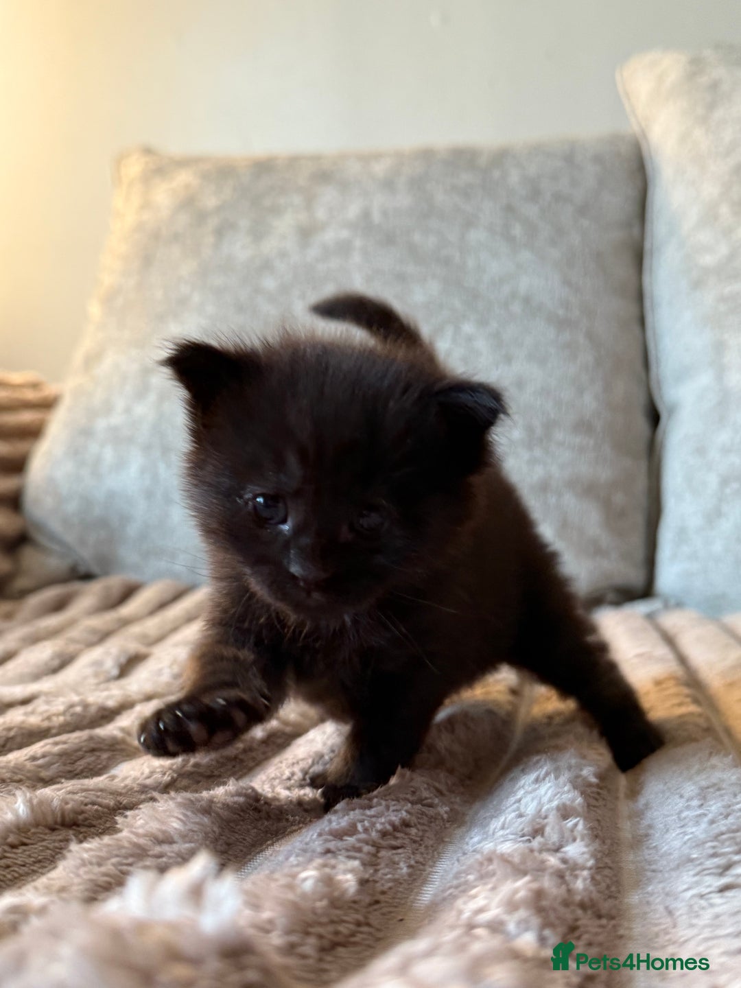 Maine Coon cats for sale: Beautiful Maine Coon Kittens - Advert 14