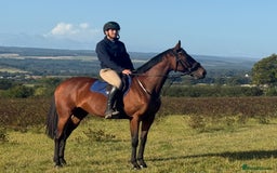 Irish Thoroughbred horses for sale: Excellent safe hacking / hunter - Image 2