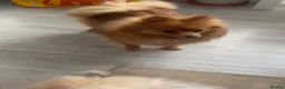 Pomeranian dogs for sale: 2 Adorable Pomeranian Puppies Available - Advert 12