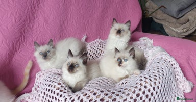 Ragdoll cats - Advert 5