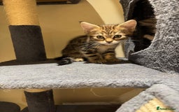 Maine Coon cats for sale: 🐾 Ragdoll × Maine Coon Kittens 🐾 - Image 9