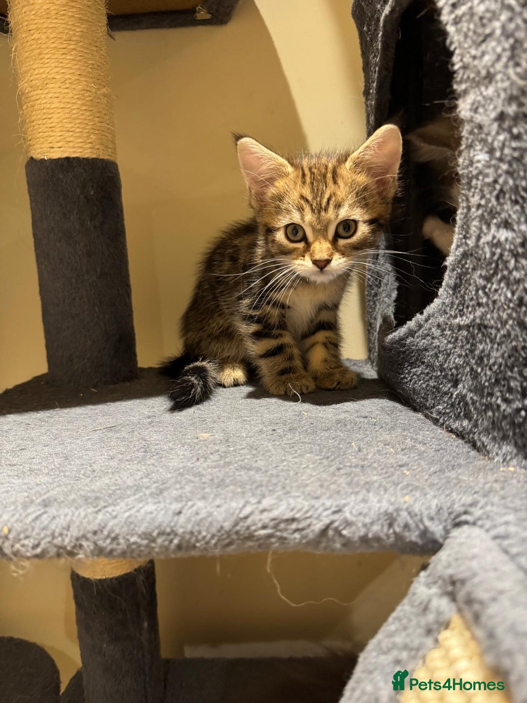 Maine Coon cats for sale: 🐾 Ragdoll × Maine Coon Kittens 🐾 - Image 9