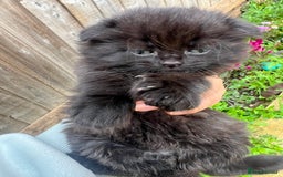 Scottish Fold cats for sale:  A little kittens scotchfold  - Image 6