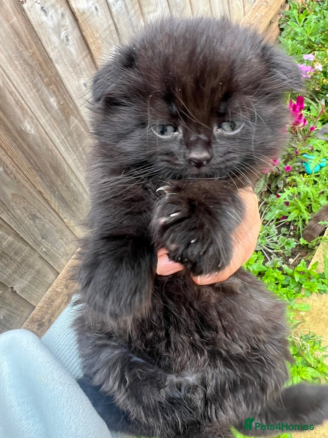 Scottish Fold cats for sale:  A little kittens scotchfold  - Image 6