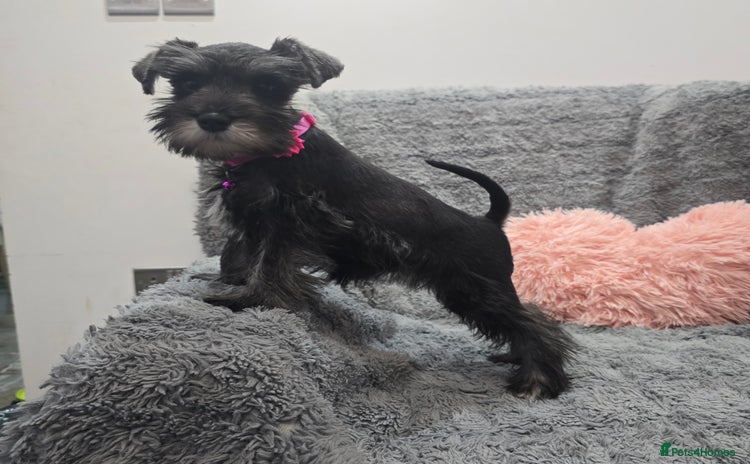 Miniature Schnauzer dogs - Advert 10