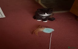 Mixed Breed cats for sale: Fluffy half Persian kitten - Image 3