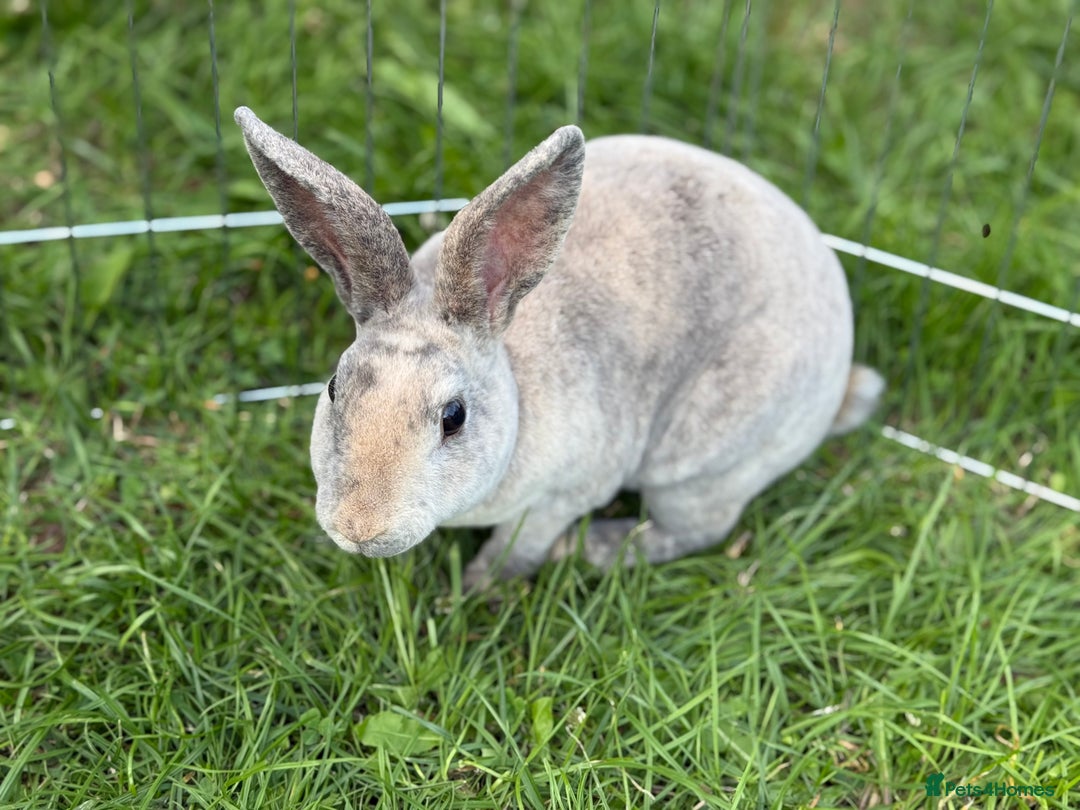 Rex rabbits for sale: 2 x miniature Rex  - Image 2