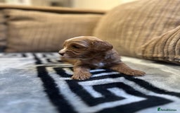 Cavapoo dogs for sale: 🐶 Beautiful Red Cavapoo Puppies – Ready November  - Image 18