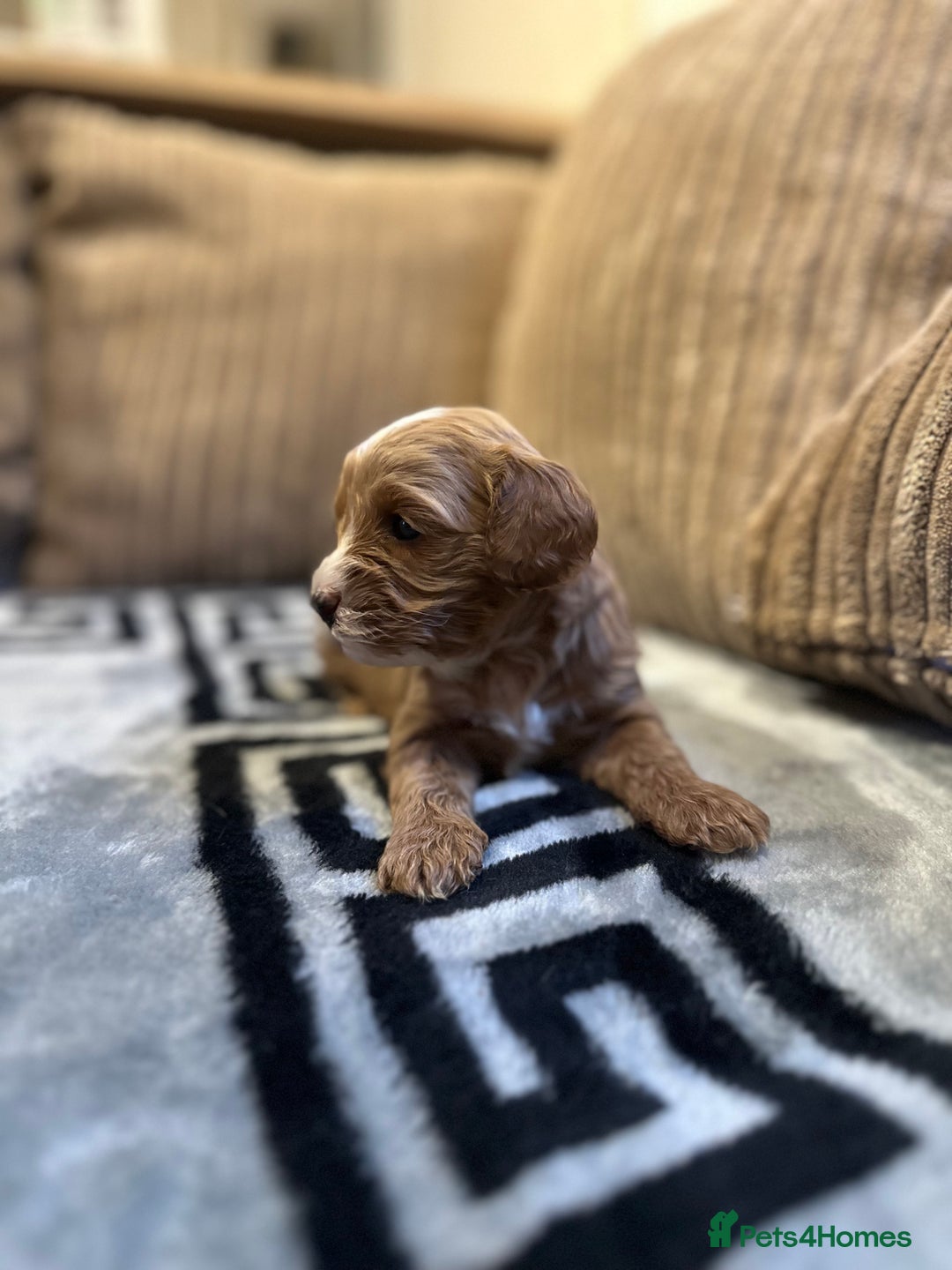 Cavapoo dogs for sale: 🐶 Beautiful Red Cavapoo Puppies – Ready November  - Image 18