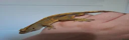 Gecko reptiles for sale: 3 crested geckos for sale  - Advert 14