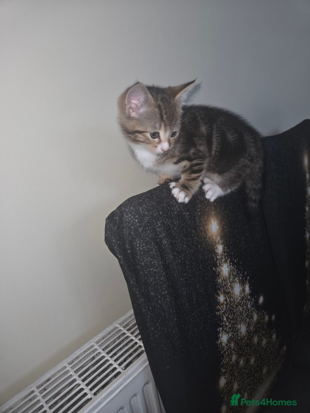 Mixed Breed cats for sale: 2 male kittens for sale - Advert 5