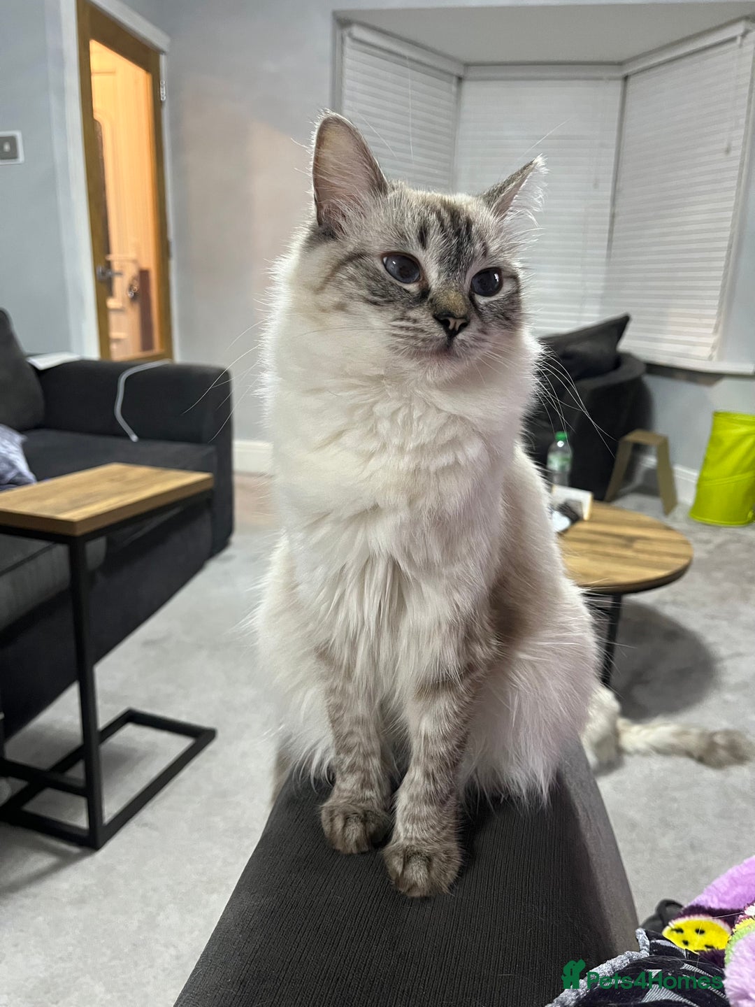Ragdoll cats for sale: 7 beautiful lynx blue/seal point ragdoll kittens - Image 17
