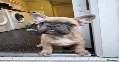 French Bulldog dogs - Advert 3