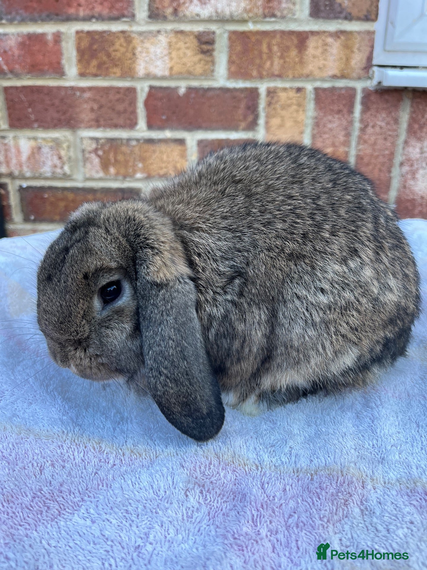 Mini Lop rabbits Mini lop agouti buck - Advert 1