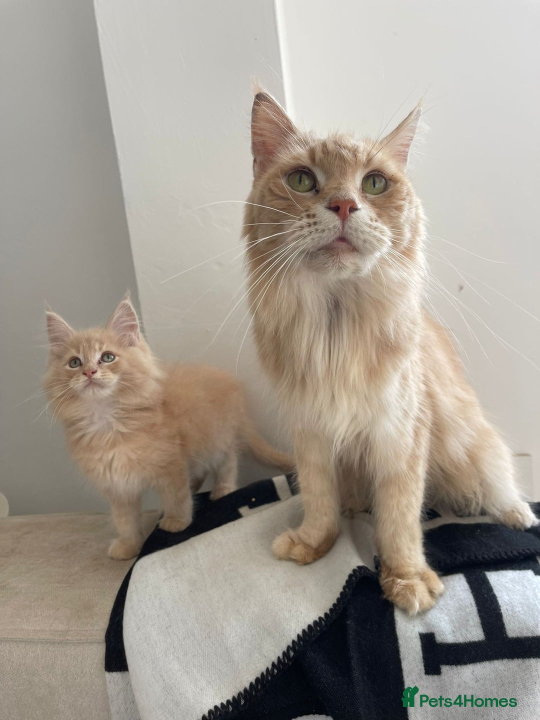 Maine Coon cats for sale: STUNNING MAINE COON - Image 4