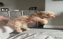 Mixed Breed dogs for sale: Cavapoochon X cockapoo - Image 24