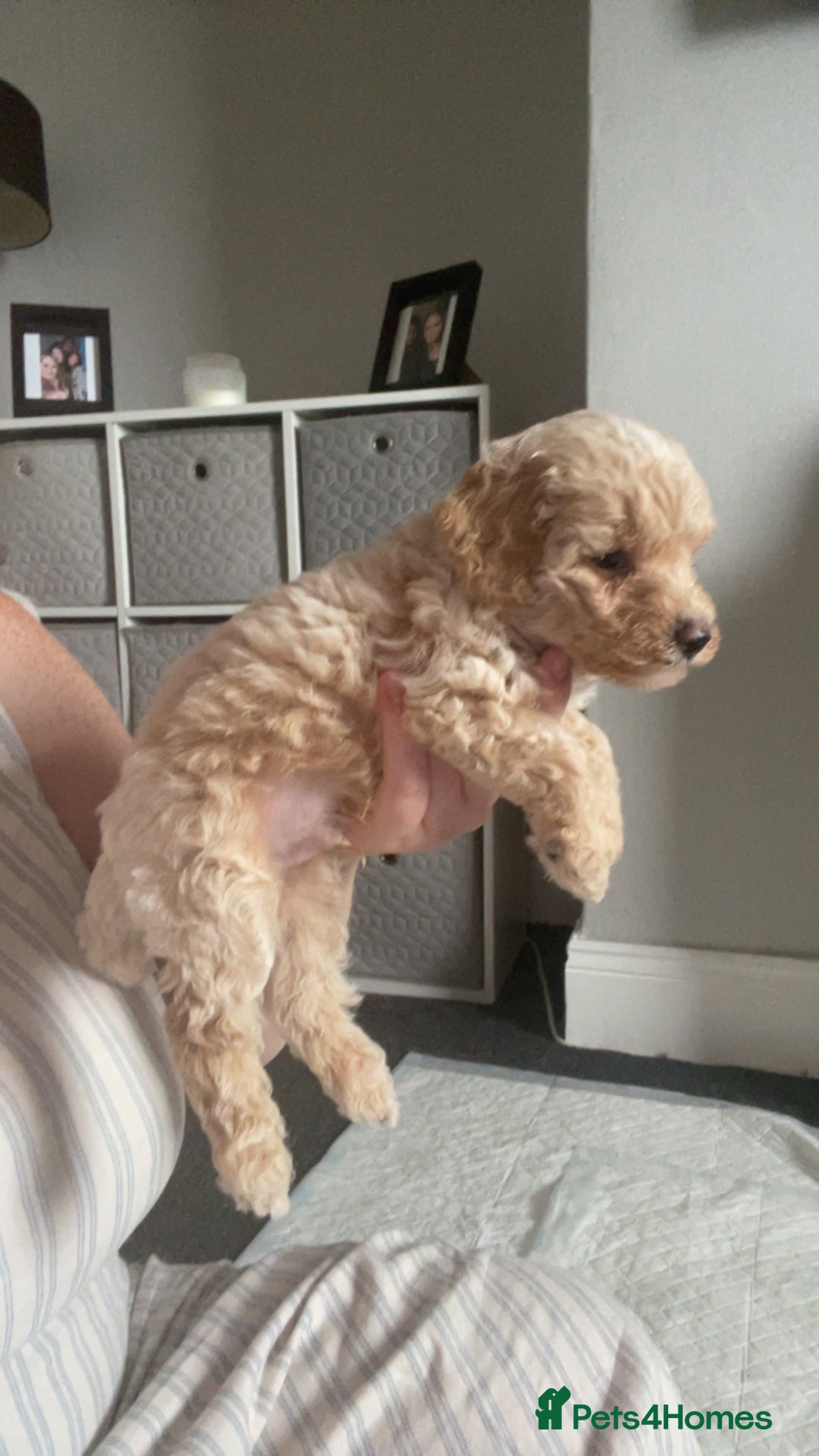 Mixed Breed dogs for sale: Cavapoochon X cockapoo - Image 24