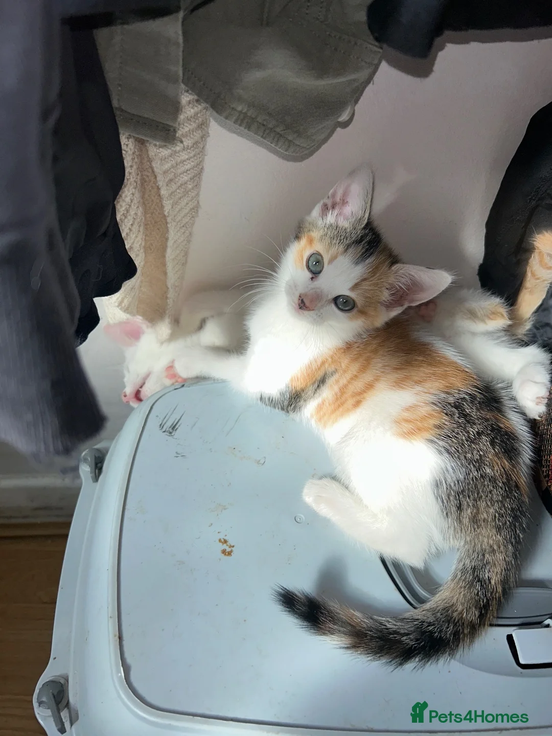 Domestic Shorthair cats for sale: Kittens to a good home  in Peterborough - Advert 6