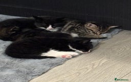Domestic Shorthair cats for sale: Healthy 12-Week-Old Kittens — (Wormed, Ready Now!) - Image 4