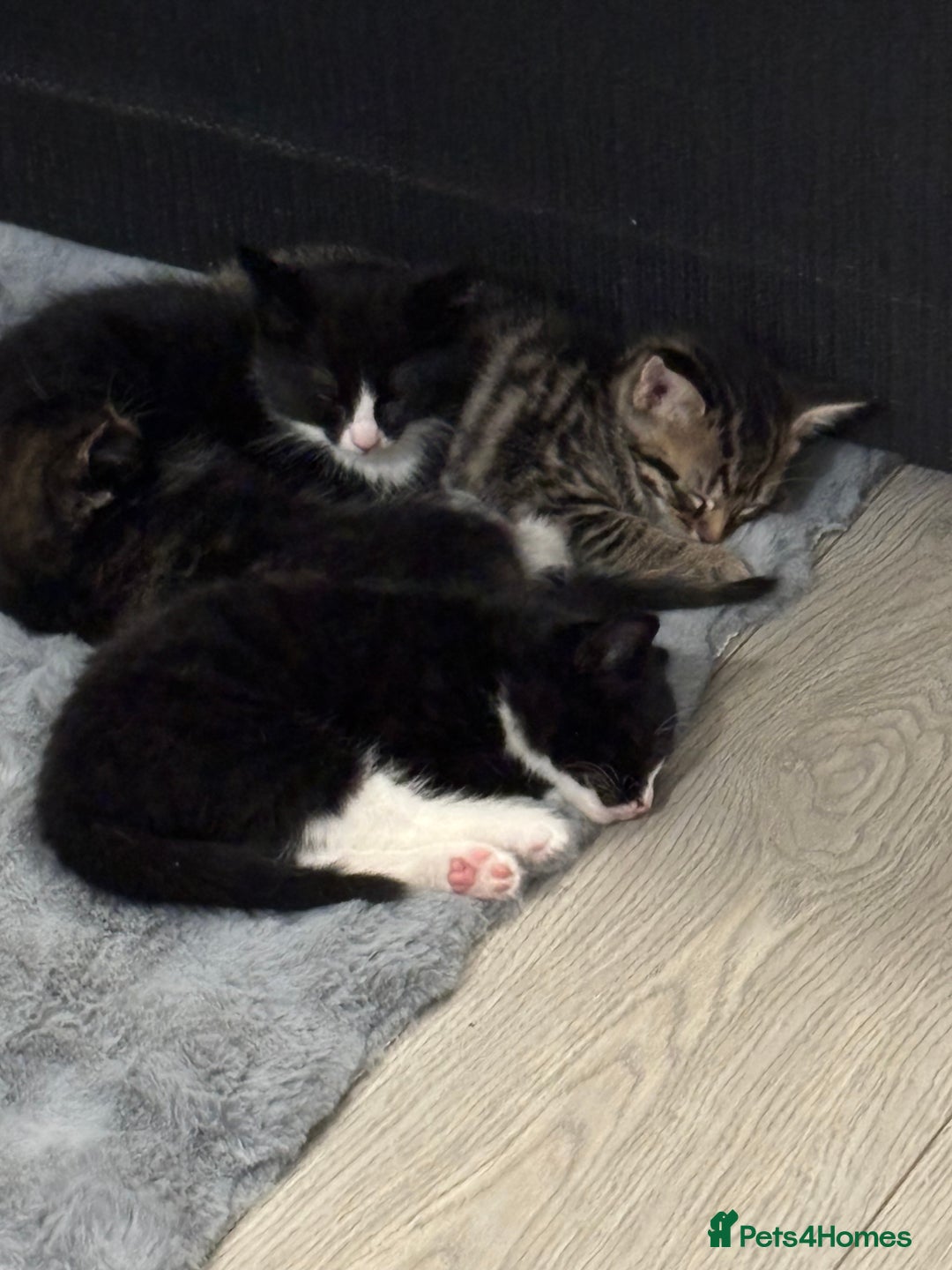 Domestic Shorthair cats for sale: Healthy 12-Week-Old Kittens — (Wormed, Ready Now!) - Image 4