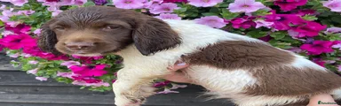 English Springer Spaniel 3
