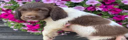 English Springer Spaniel dogs for sale: KC Registered Spaniel Puppies - Advert 9