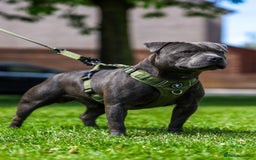 Staffordshire Bull Terrier dogs for stud: PROVEN Staffordshire bull terrier stud  - Image 2