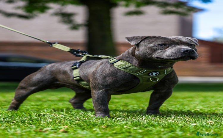 Staffordshire Bull Terrier dogs - Advert 2