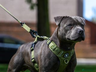 Staffordshire Bull Terrier dogs PROVEN Staffordshire bull terrier stud - Advert 12