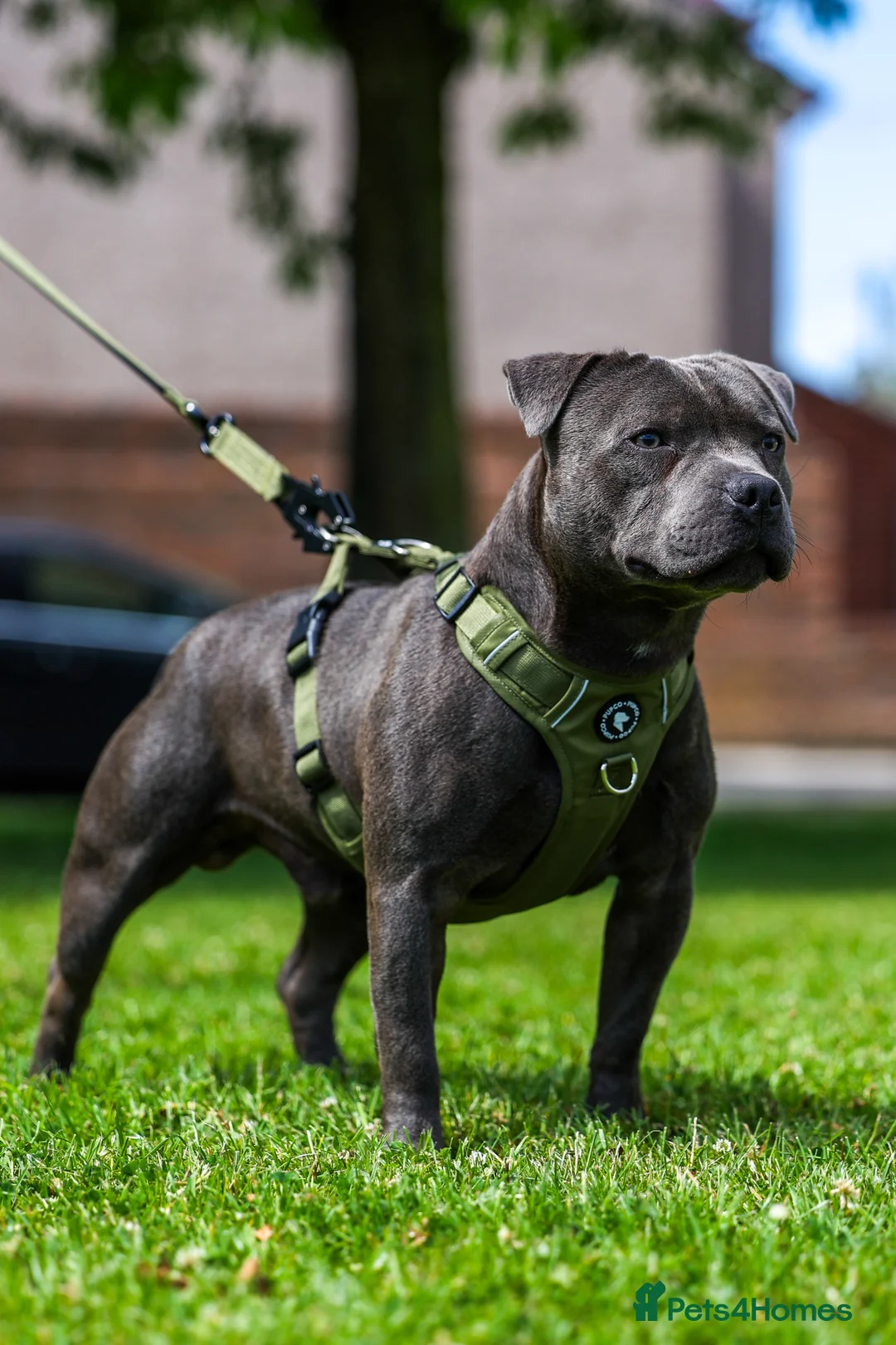 Staffordshire Bull Terrier dogs for stud: PROVEN Staffordshire bull terrier stud  - Advert 2