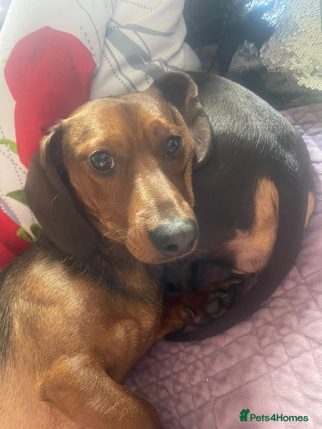 Miniature Dachshund dogs for sale: Looking for a home  - Advert 2