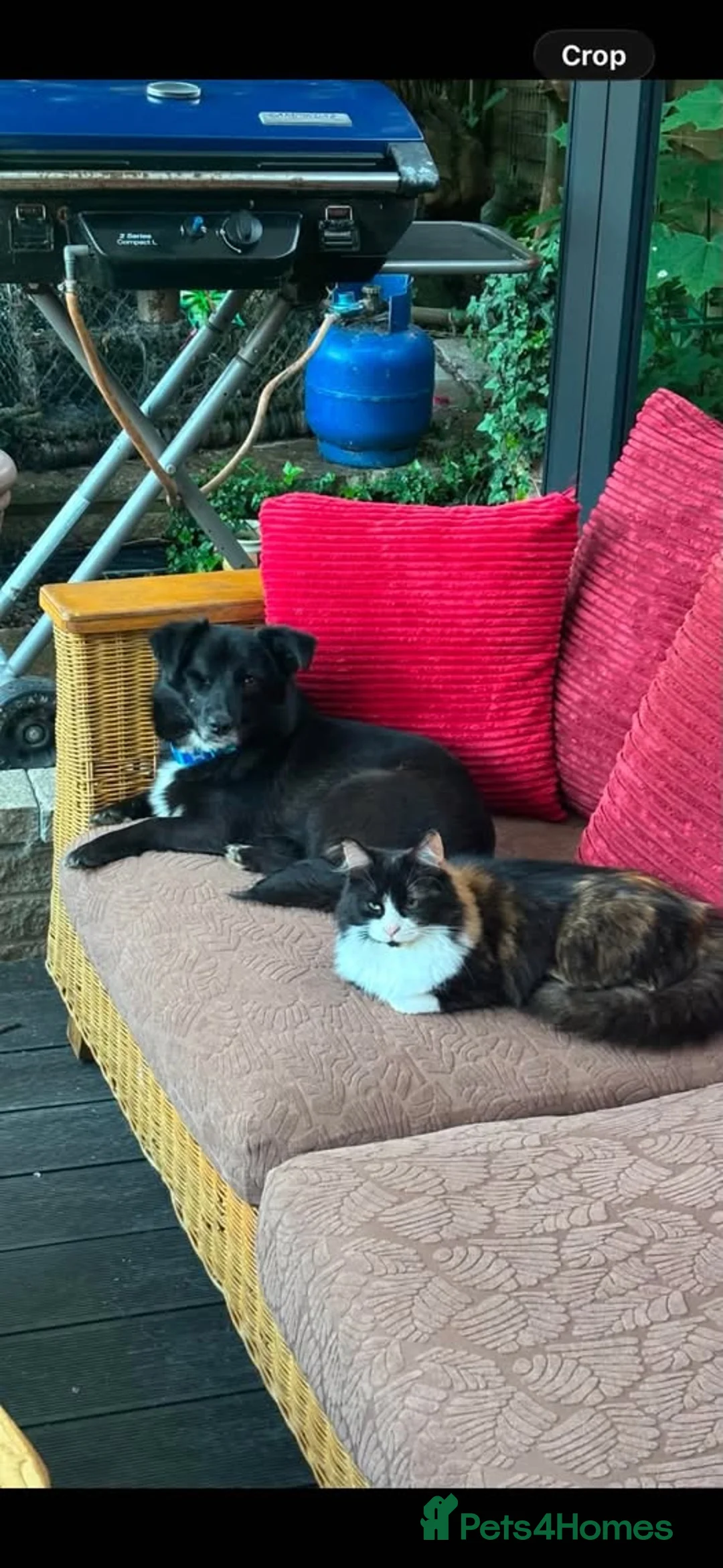 Mixed Breed dogs for adoption: Queen for adoption in Leighton Buzzard - Advert 2