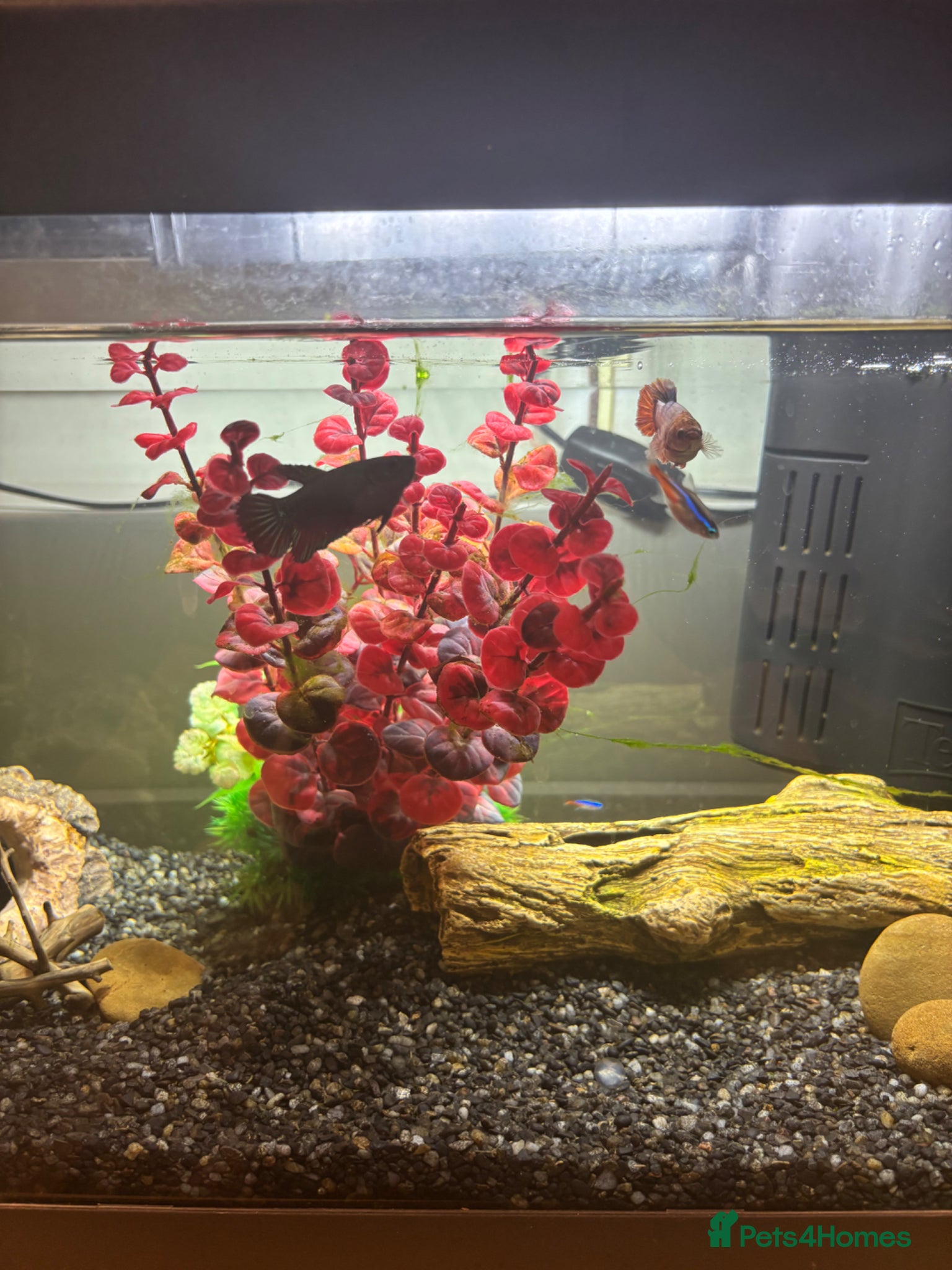 Bettas fish for sale: 3 bettas, 5 neon tetras, one clown pleco - Advert 9