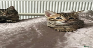 Mixed Breed cats - Advert 8