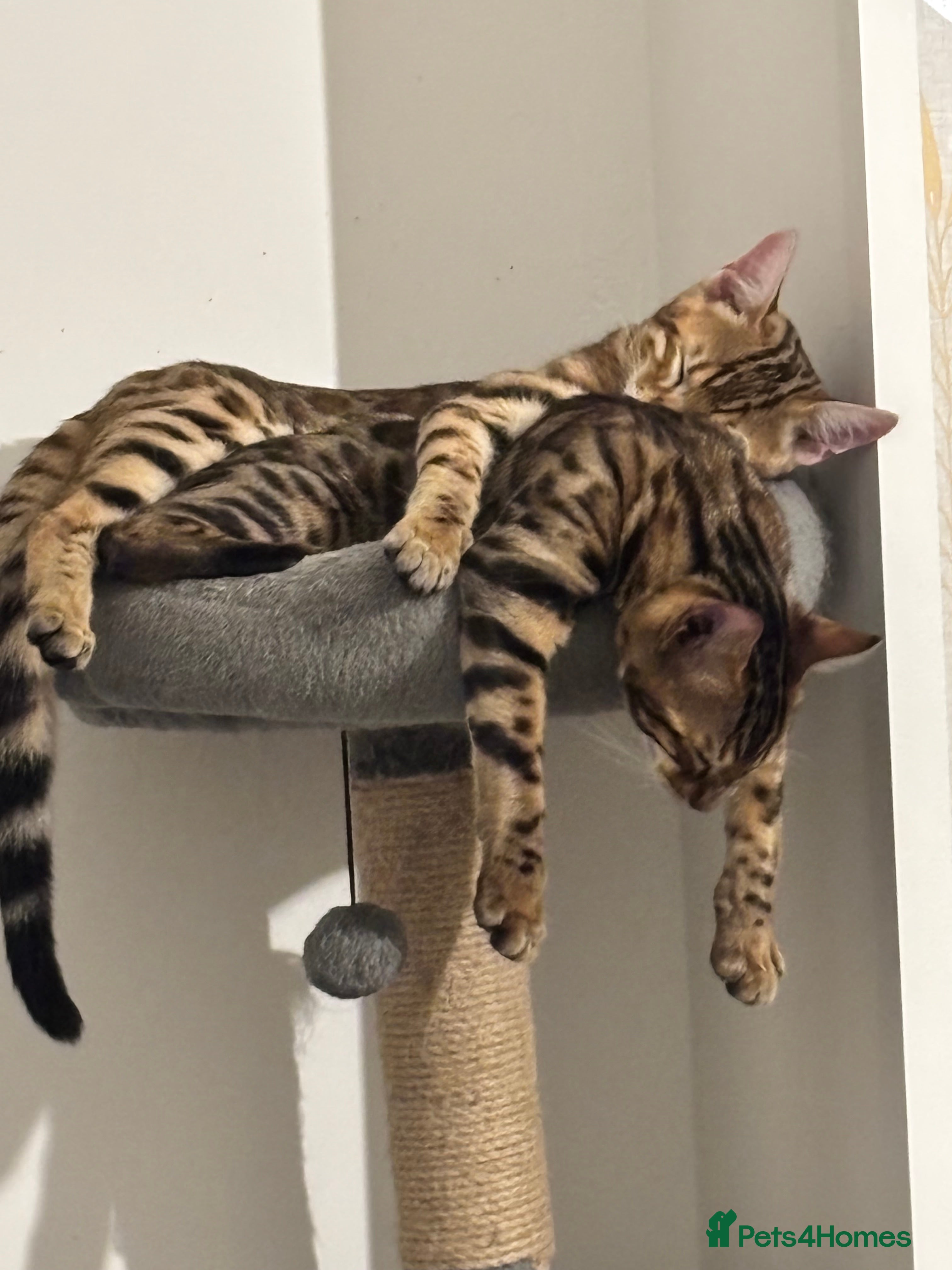 Bengal cats 2 lovable bengal brothers - Advert 12