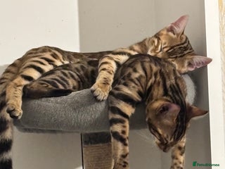 Bengal cats 2 lovable bengal brothers - Advert 1