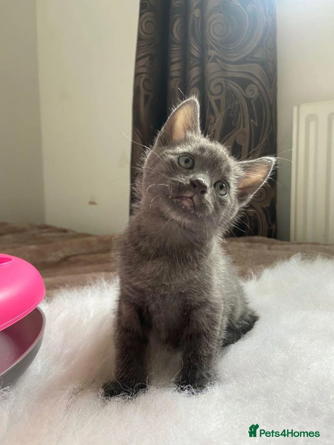 Russian Blue cats for sale: Beautiful Pure Russian Blue Female - Advert 5