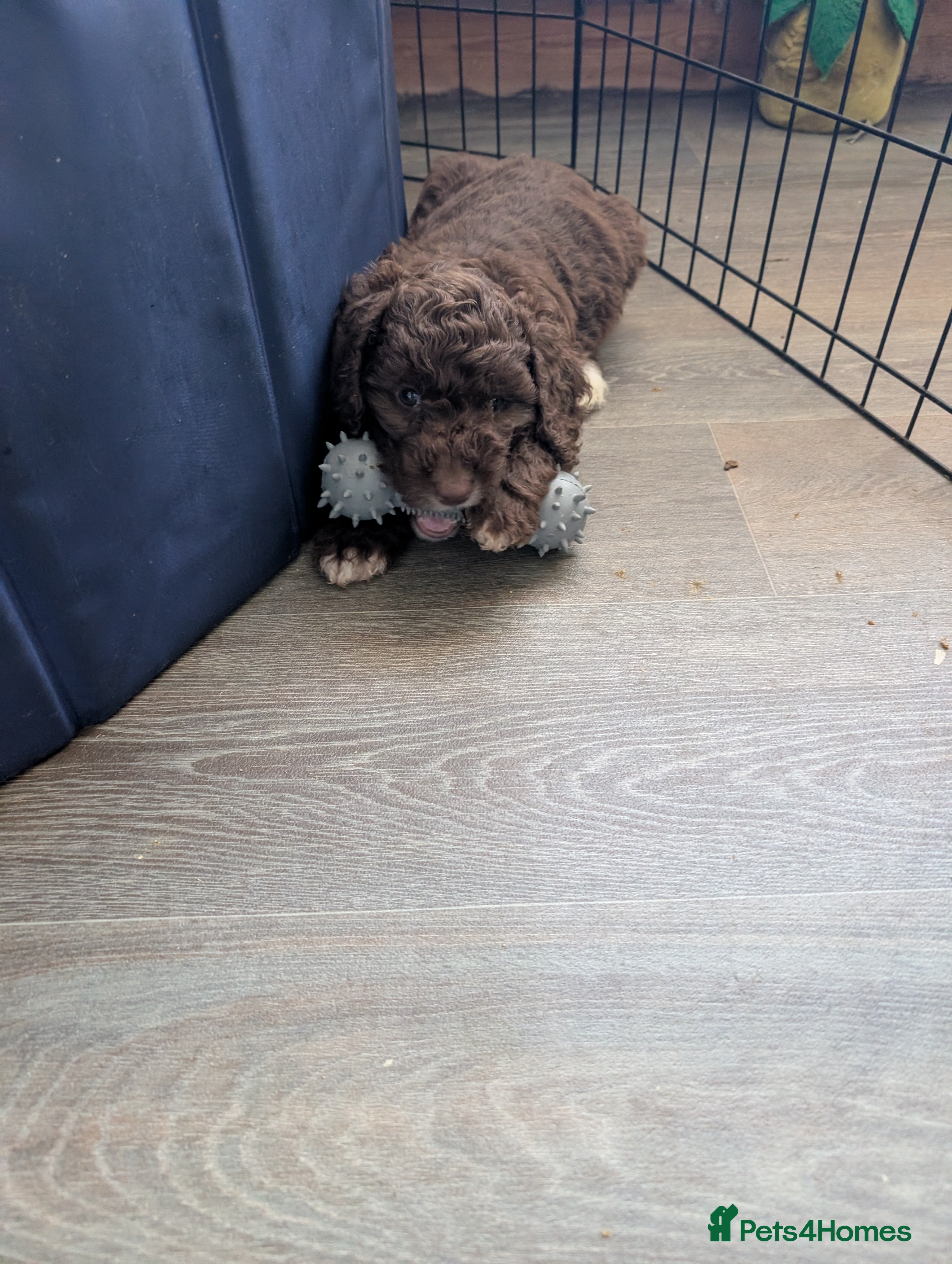 Mixed Breed dogs quality puppies for sale - Advert 2