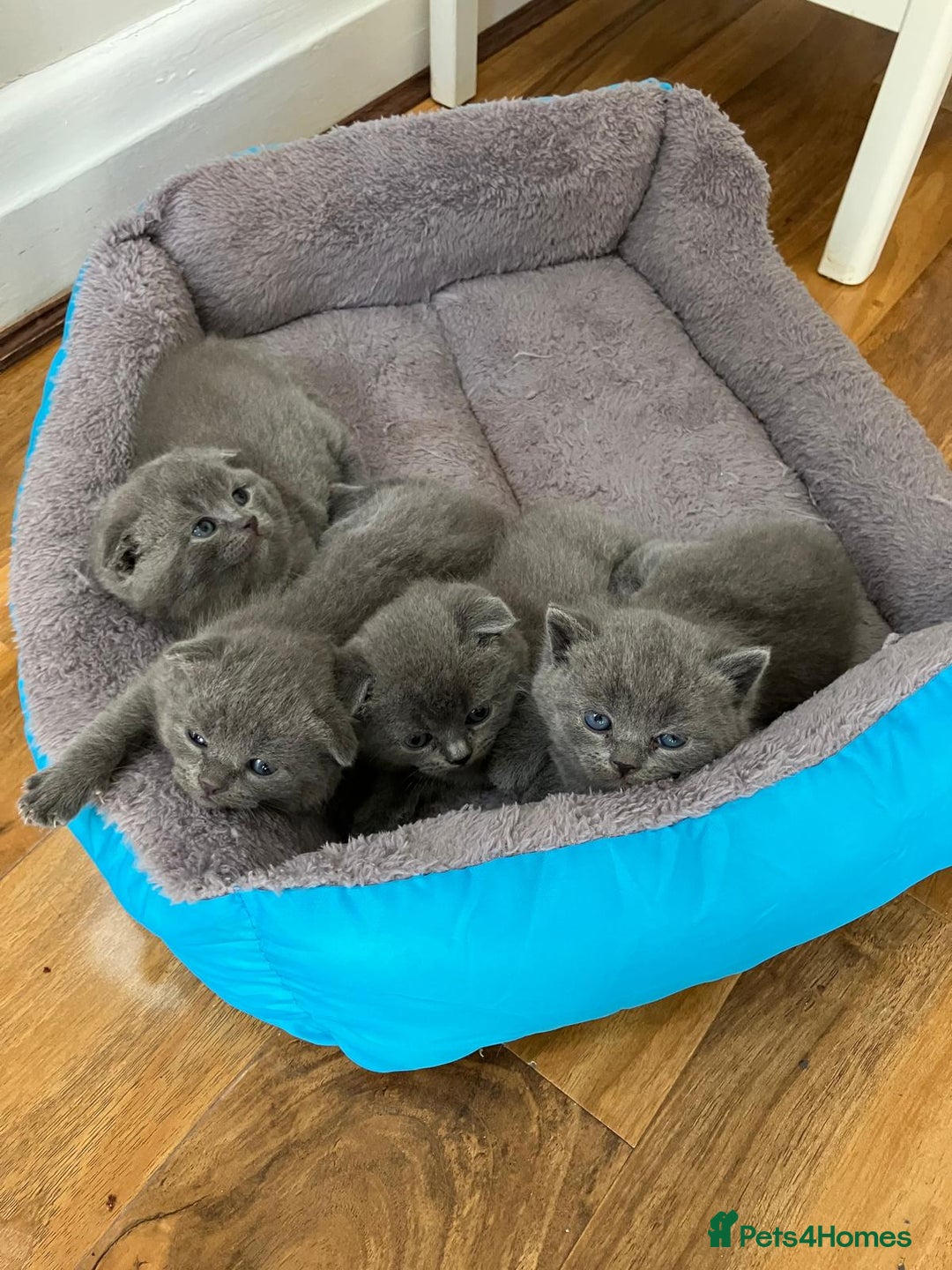 Scottish Fold cats for sale: Waiting for a Warm Heart:Scottish Fold for Sale - Image 12