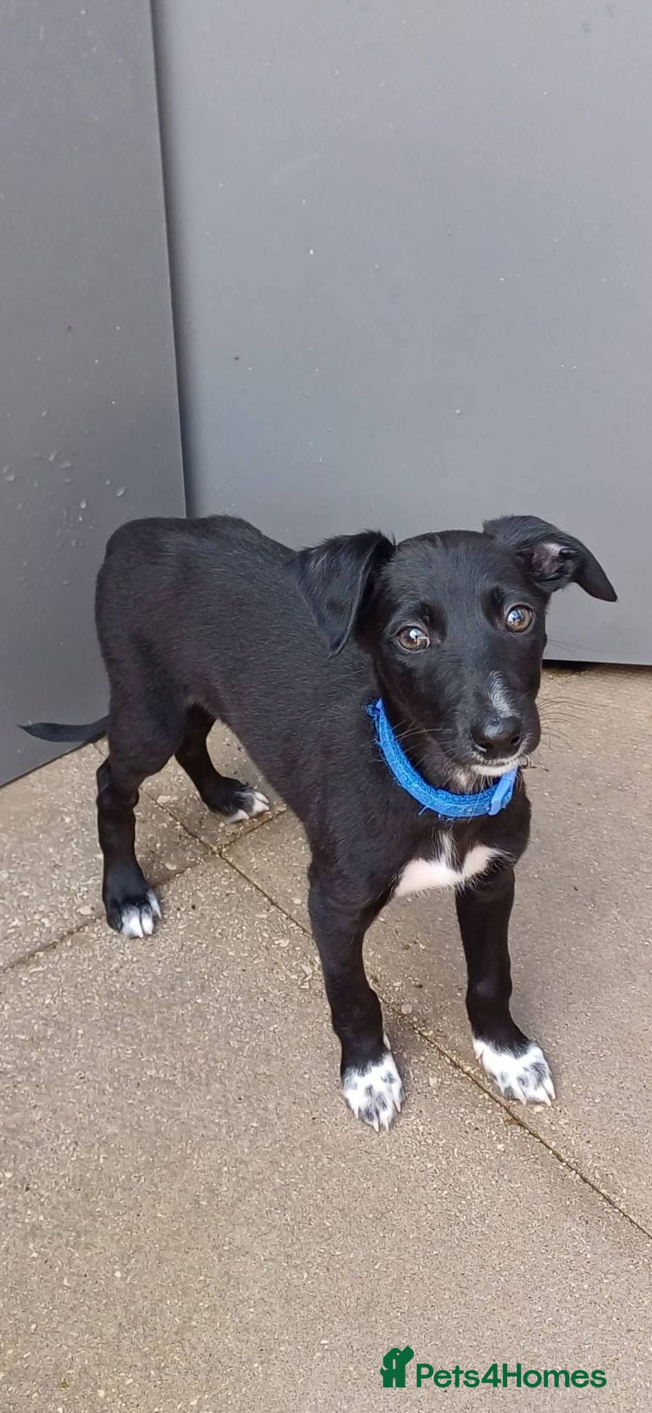 Mixed Breed dogs Whippet x Saluki puppies - Advert 8