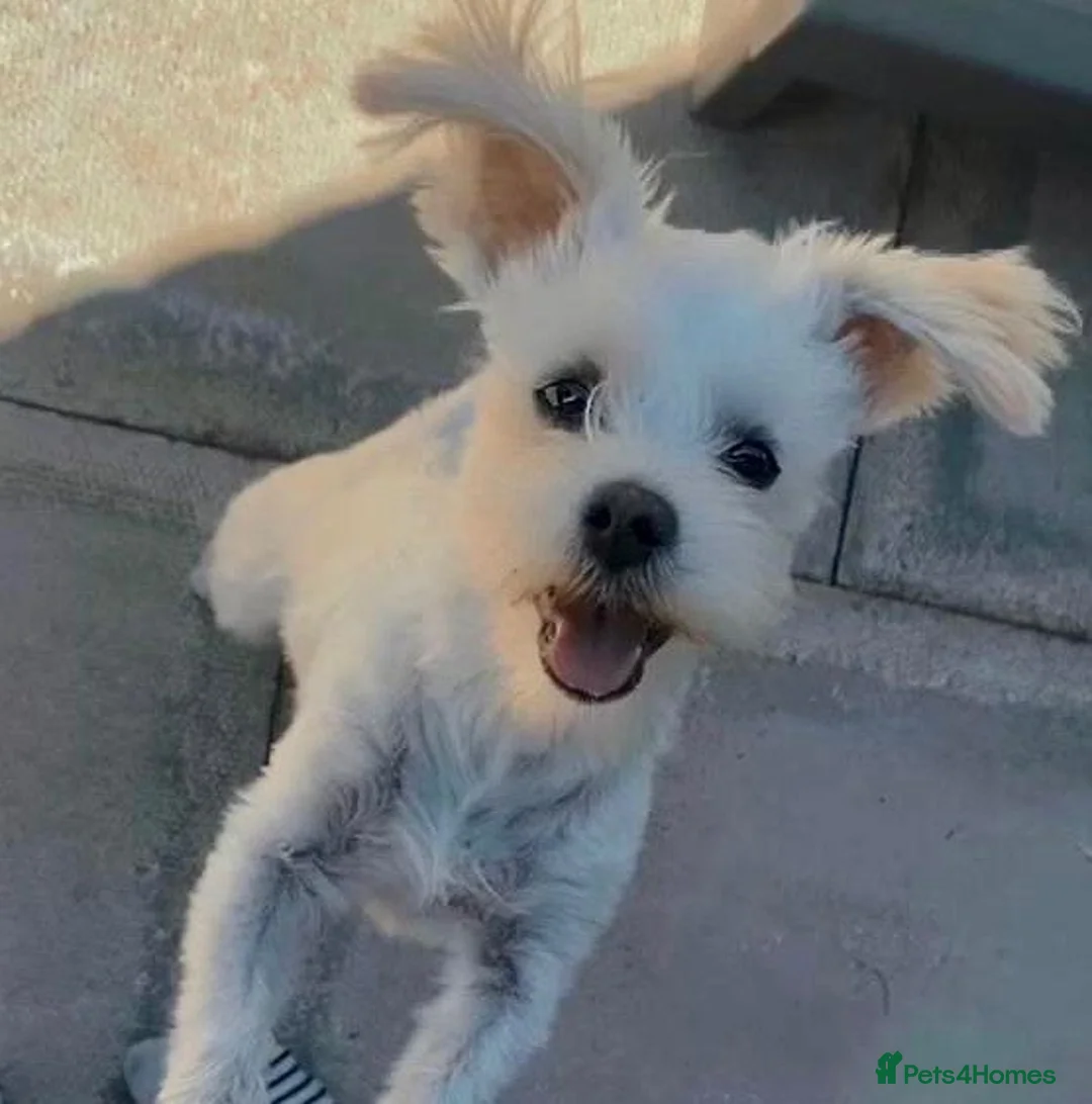 Morkie dogs for sale: Morkie  - Advert 11