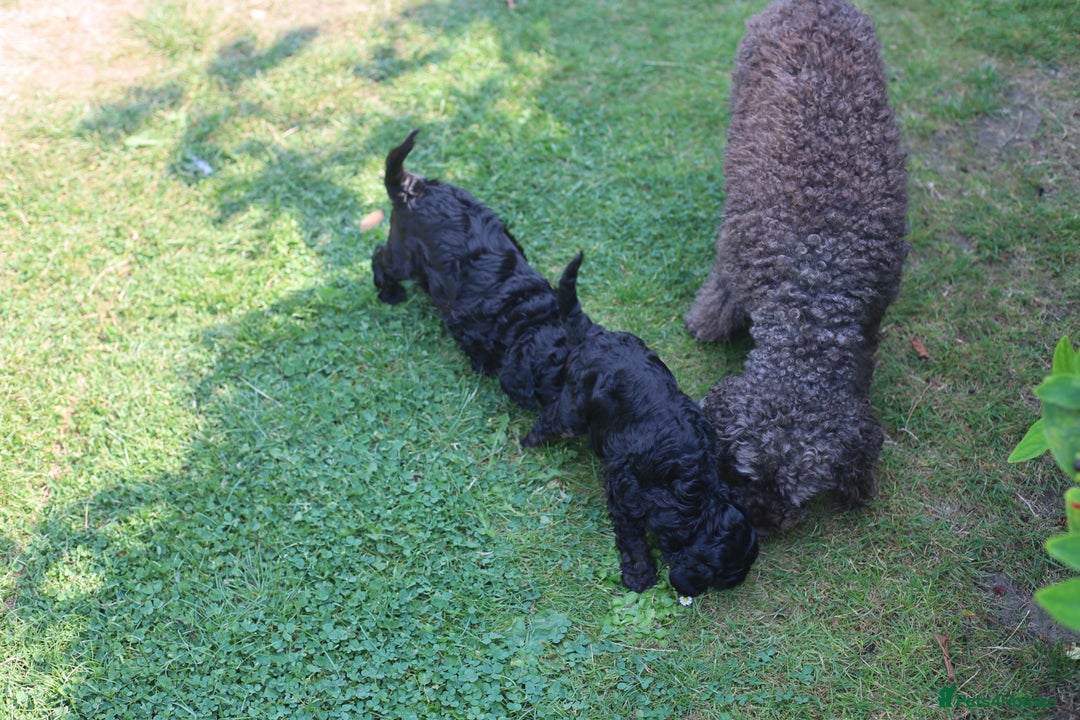 Cavapoo dogs for sale: LAST Black (tan paws/muzzle) F1 Cavapoo Dog Puppy - Image 17