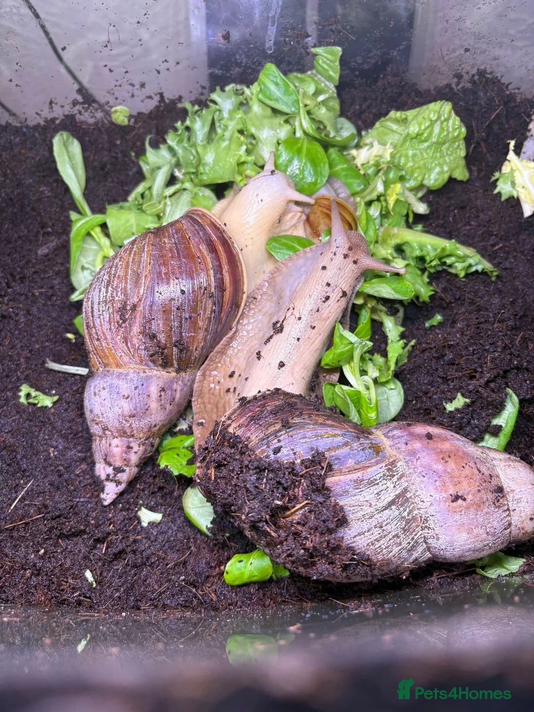 Snails invertebrates for sale: African snail babies  - Advert 2