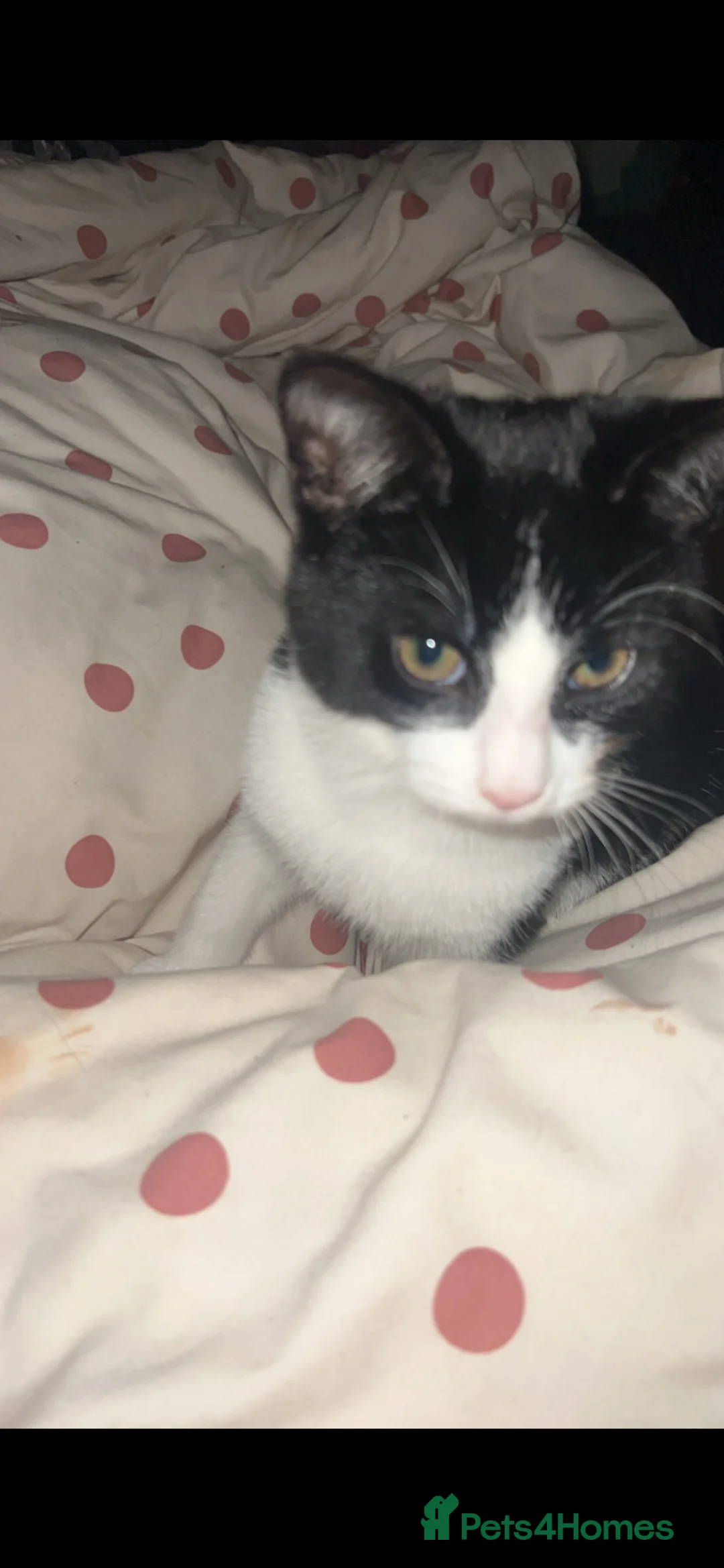 Domestic Shorthair cats for sale: 2 8 month old unneutered male cats  in Stockport - Advert 2